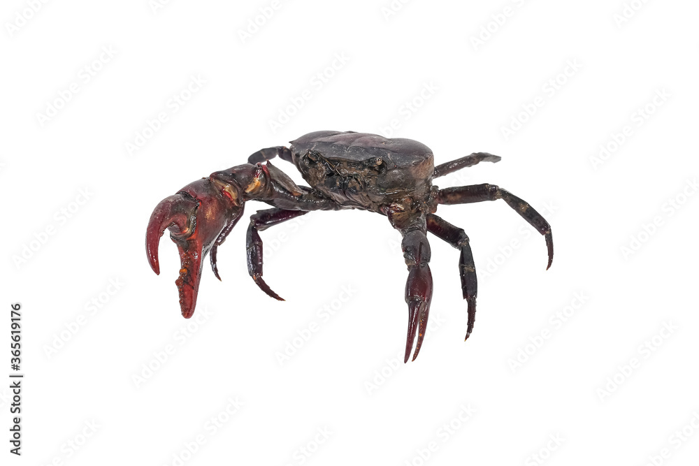 Crab (Field crab) Isolated on white background with clipping path included.