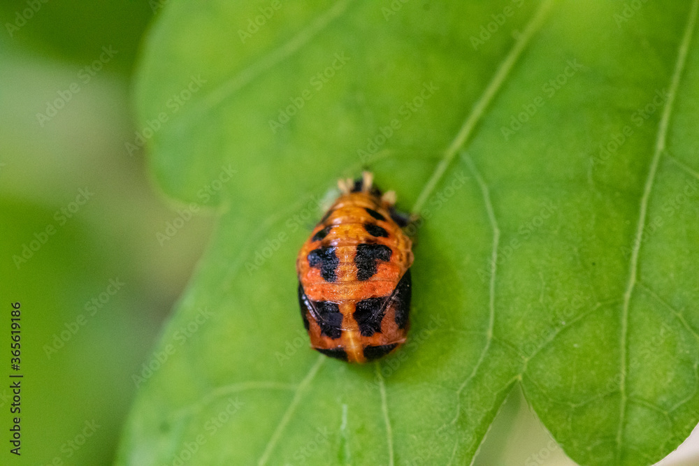 Puppe eines Marienkäfers auf Blatt rund Puppe eines Marienkäfers auf Blatt rund
