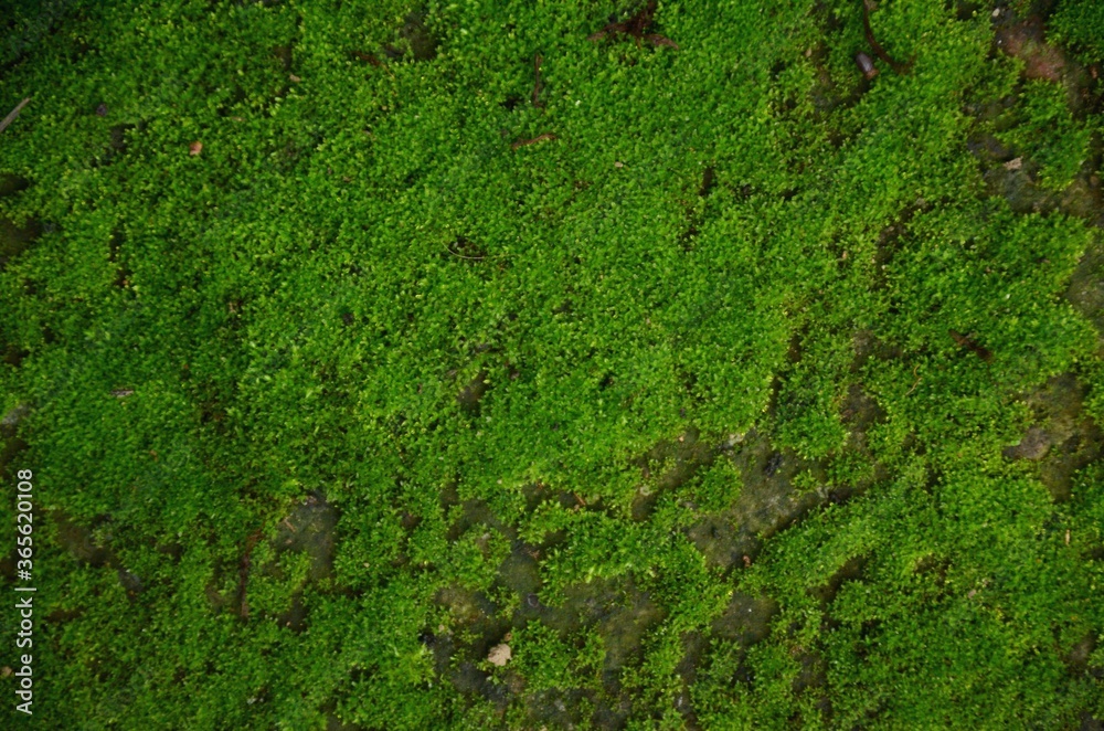 the small green fungus on the way. the small green fungus on the way.