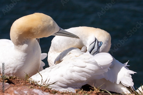 Basstoelpel auf Helgoland photo