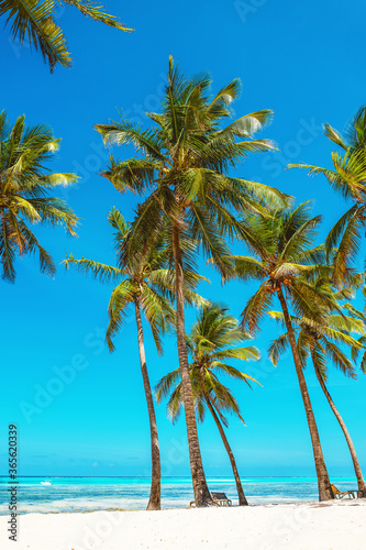 Group of palm trees on white sandy beach in Zanzibar