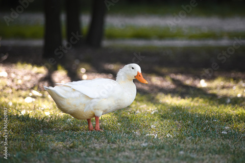 white duck at the park sunlight 