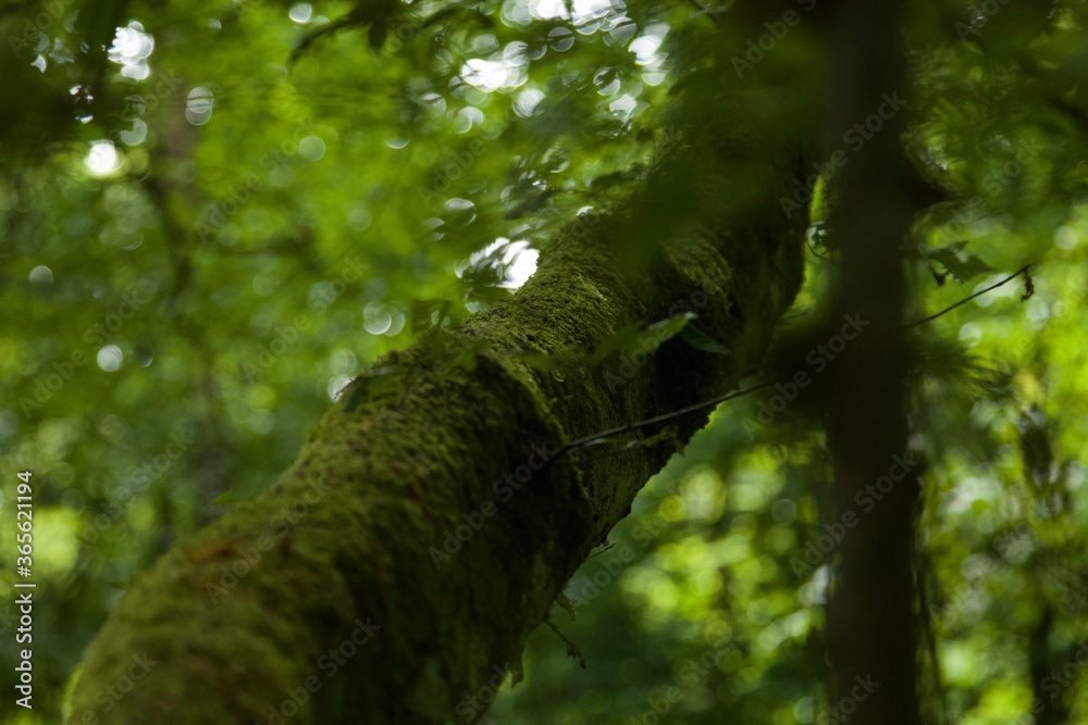 Obraz premium tree in the forest