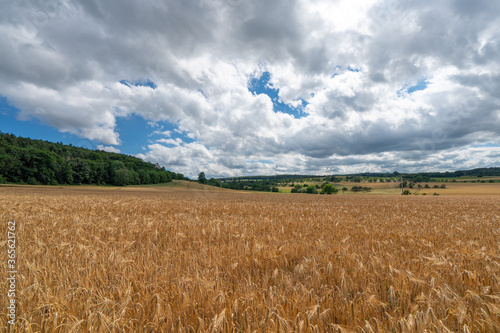 barley field in summerlandscape