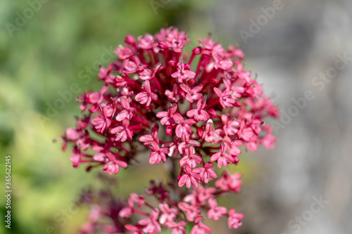 Purple wild flowers with green background