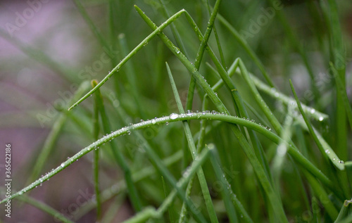 green onion close up with water drops