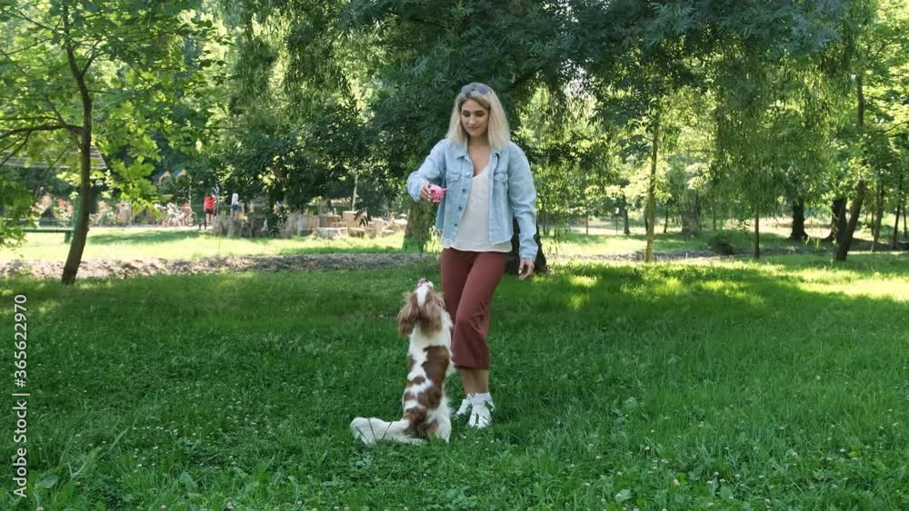 Blonde haired girl play with her cavalier king charles spaniel dog in the park, the dog is jump for the ball. Animal care concept Blonde haired girl play with her cavalier king charles spaniel dog in the park, the dog is jump for the ball. Animal care concept