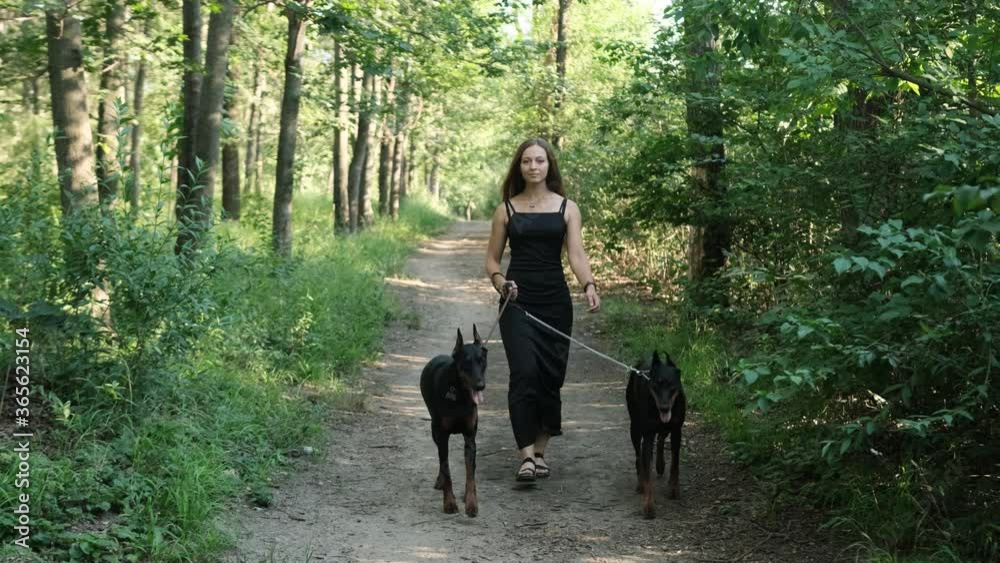 A girl walks along the park in the city along the trees with two Dobermans on a leash. She and the dogs cross the road. A girl walks along the park in the city along the trees with two Dobermans on a leash. She and the dogs cross the road.