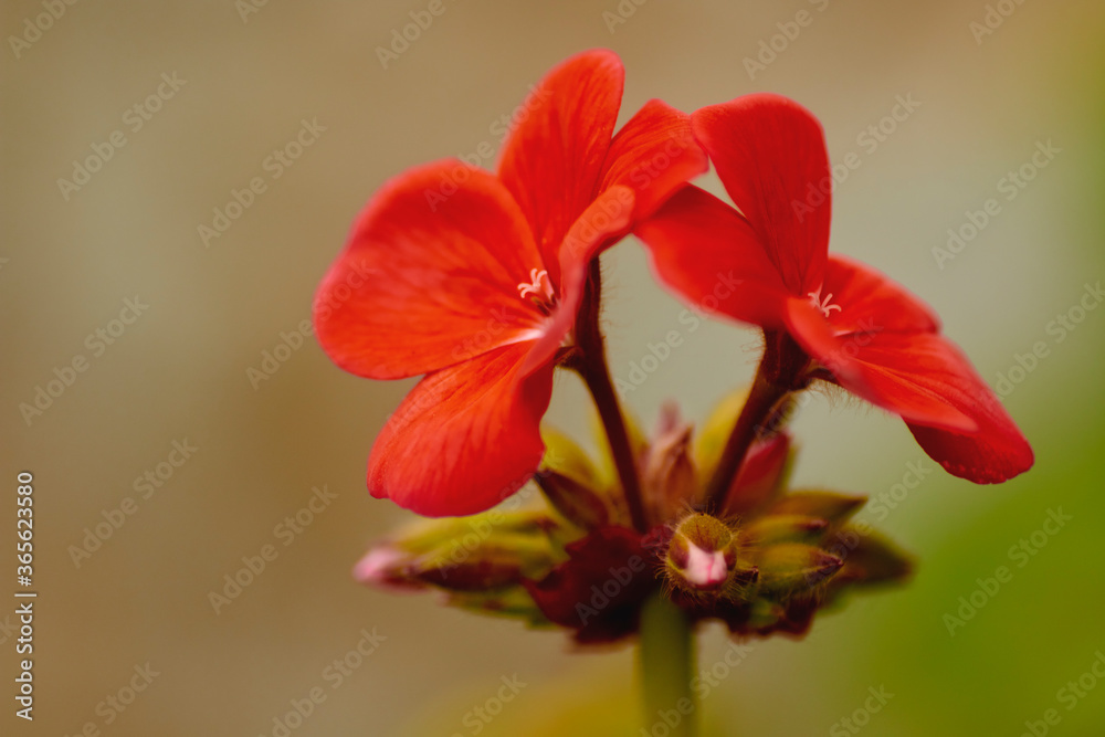 Fototapeta premium flor del geranio