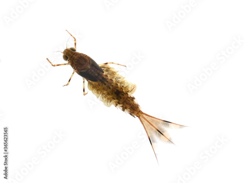 Nymph of the mayfly siphlonurus aestivalis isolated on white background