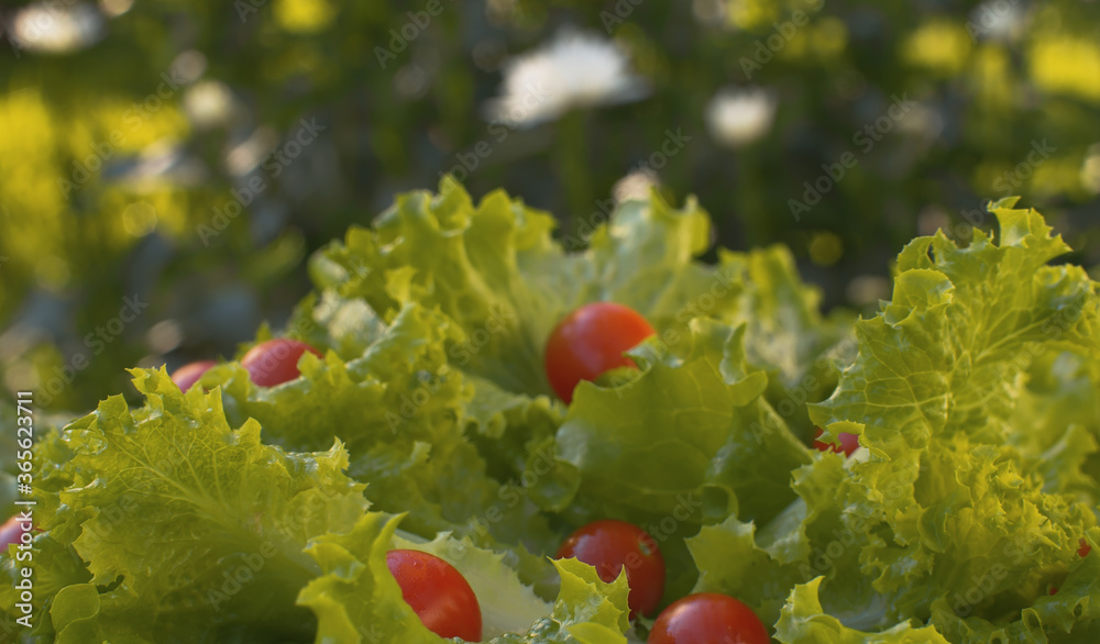 Green fresh lettuce and tomatoes Green fresh lettuce and tomatoes