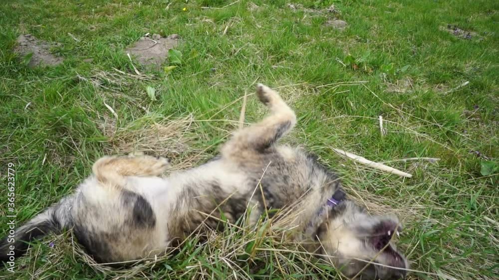 Cheerful purebred dog is having fun on the grass. Cheerful purebred dog is having fun on the grass.