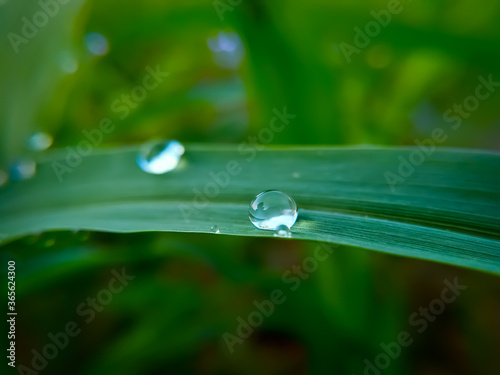 Dew drops on the leaves of green plants in the field