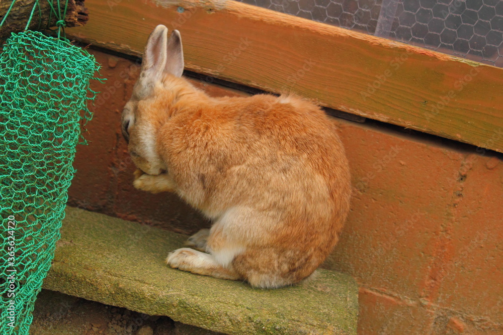 Obraz premium 茶色ウサギの毛繕い