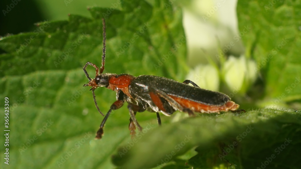 a red and black beetle cleans its antennae a red and black beetle cleans its antennae