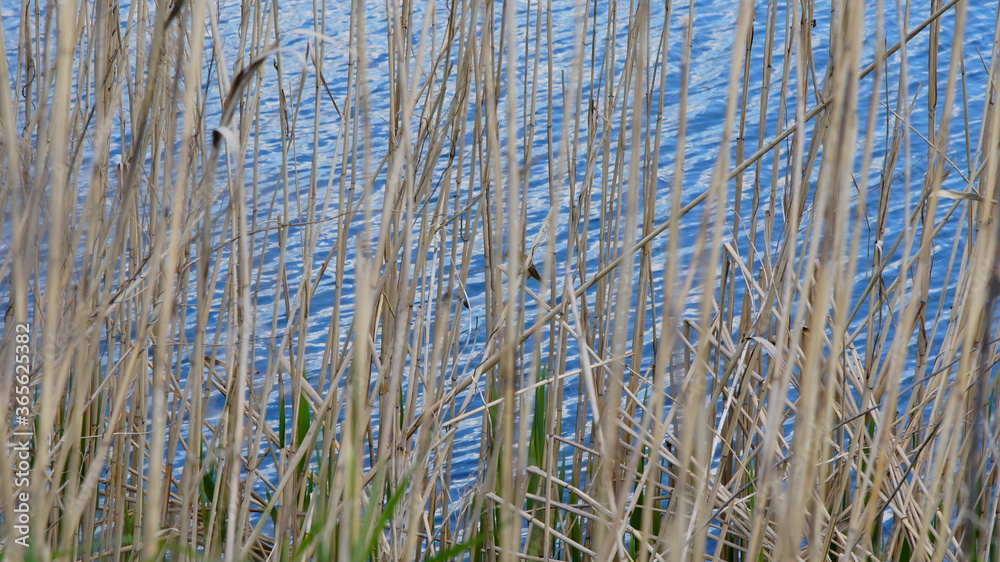 Fototapeta premium stalks of dry grass on a background of blue water