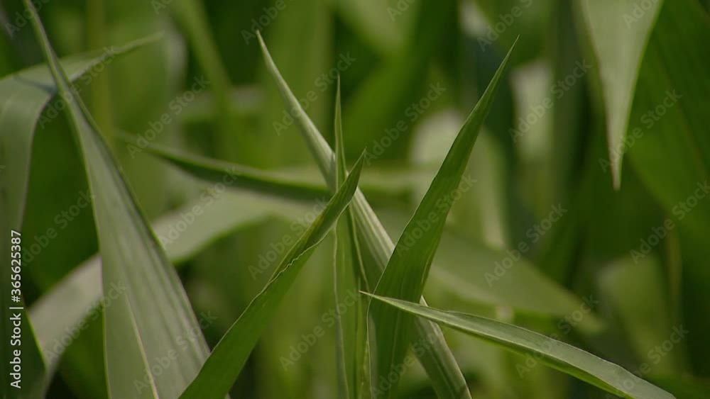 green leaves of corn sway in the wind in the field, close-up. cornfield. green leaves of corn sway in the wind in the field, close-up. cornfield.
