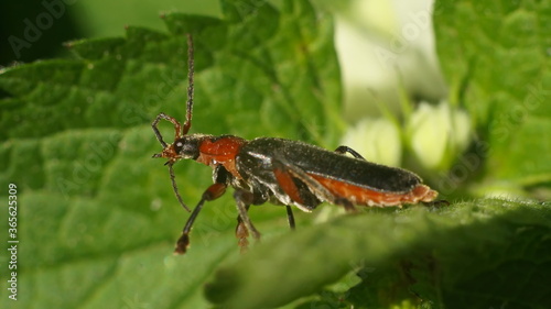 a red and black beetle cleans its antennae