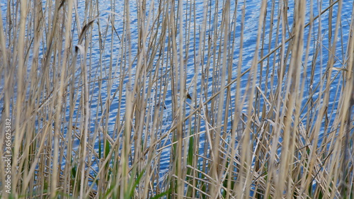 stalks of dry grass on a background of blue water