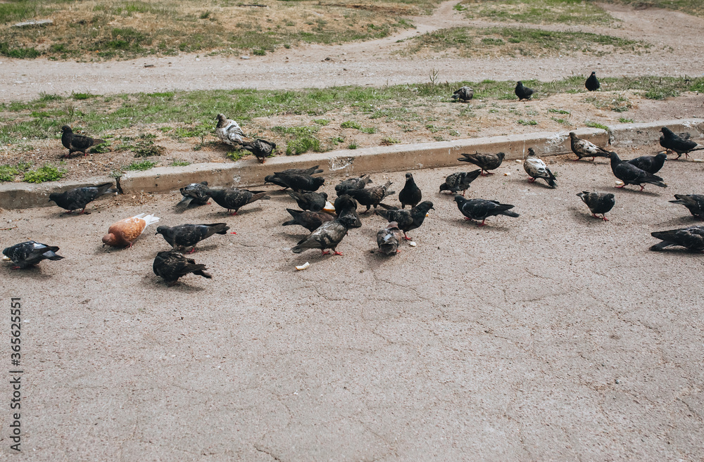 Obraz premium A flock of hungry pigeons on the street, on the asphalt eat different food and pieces of bread. Feeding the birds. Photography, concept.