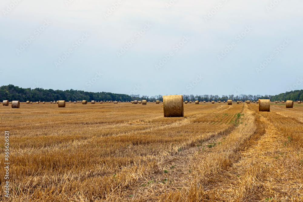 Straw bales and cloudy landscape. Field after harvest.