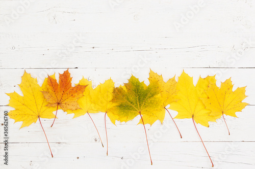 Maple leaves of different colors lie in the center of the wooden table. Top view on maple leaves. Autumn concept