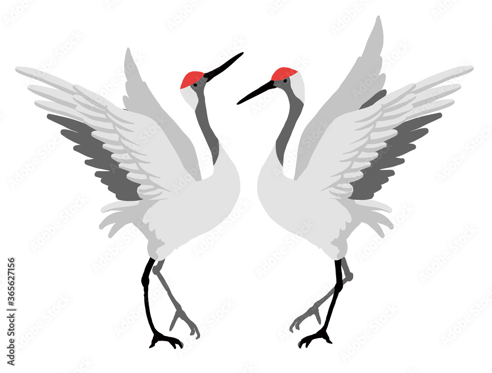 Fototapeta premium 羽を広げて踊るタンチョウ 丹頂鶴のペアのベクターイラスト