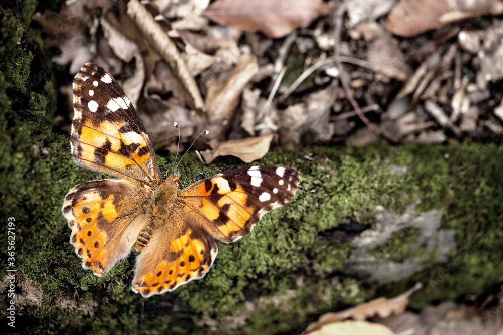 Obraz premium Adippe.