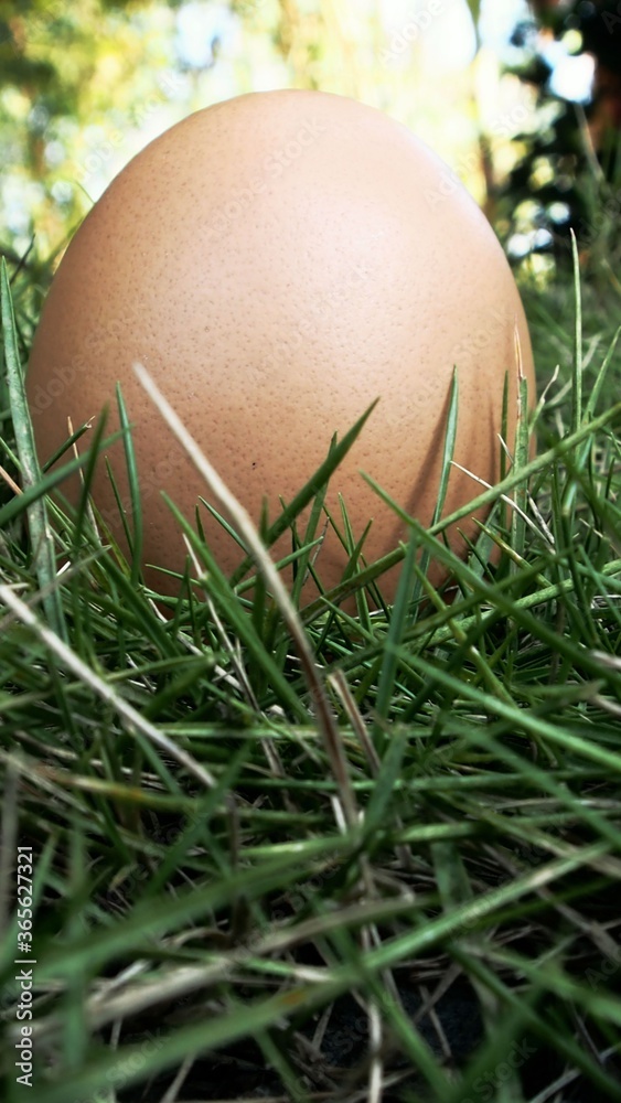 egg on the grass, eggs and straw, fresh egg egg on the grass, eggs and straw, fresh egg