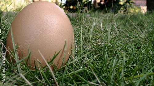 egg on the grass, eggs and straw, fresh egg