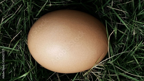 egg on the grass, eggs and straw, fresh egg