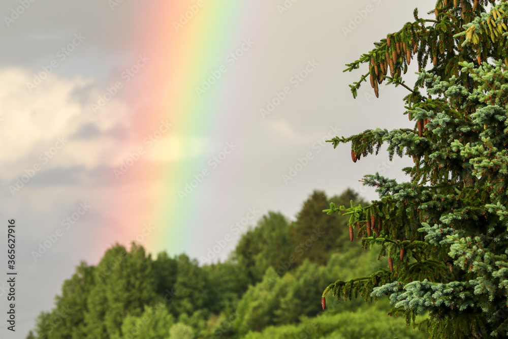 Fototapeta premium Born spruce in the background with a rainbow. Spruce seed ripening time
