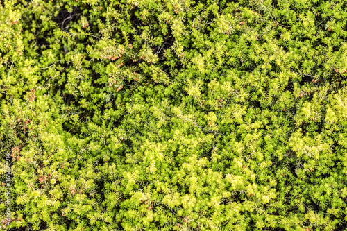 Lime-green Plant Erica Carnea 'Golden Starlet' (Winter Heath) in summer, horizontal, background