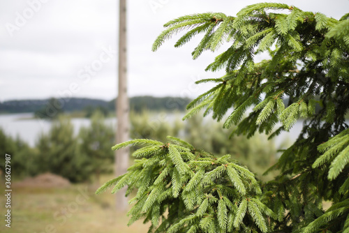 tree