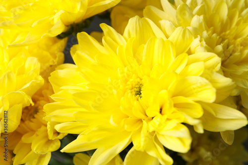 Beautiful yellow chrysanthemum on whole background  close up