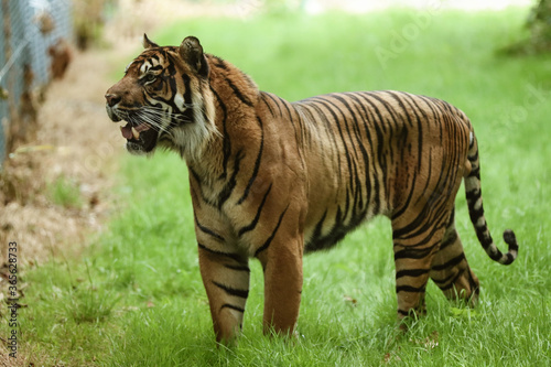 Fotografia Close up of a sumatran tiger in captivity standing and looking into the distance