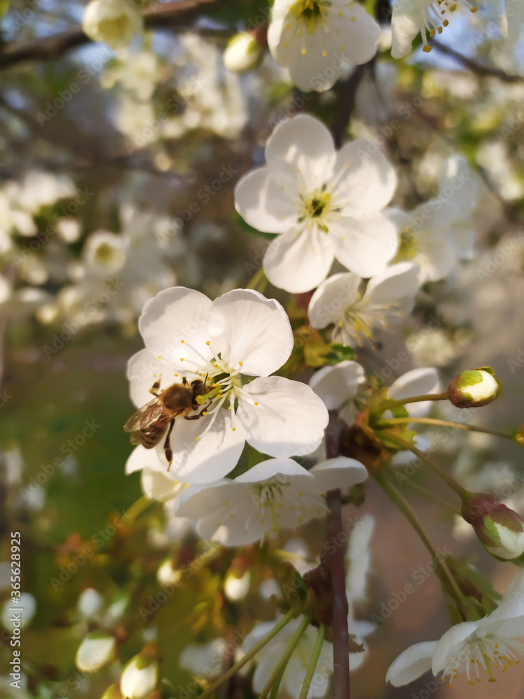 Blooming trees