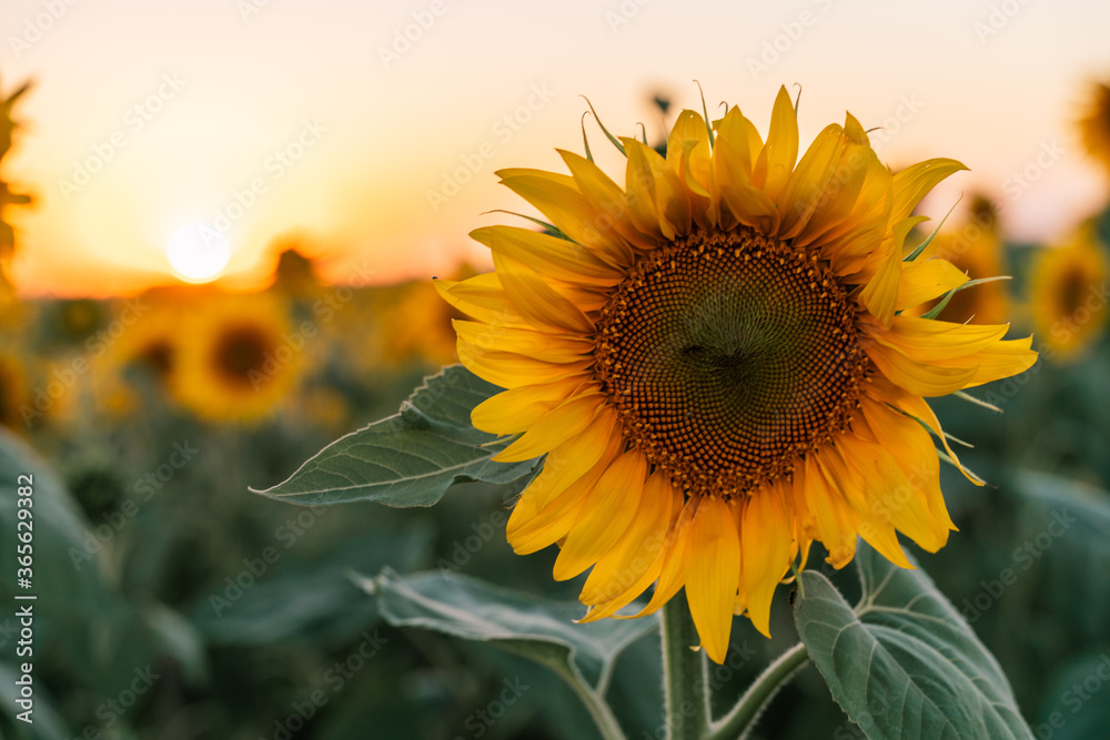 Fototapeta premium Sunflower field at sunset in the evening. A large sunflower on the background of a blooming field.