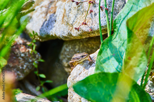 The viviparous lizard, Zootoca vivipara, Lacerta vivipara sitting on the rock, between green leaves