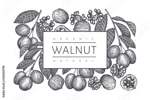 Hand drawn sketch walnut design template. Organic food vector illustration. Retro nut illustration. Engraved style botanical background.