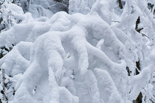 Branches coverd with snow  texture  ice