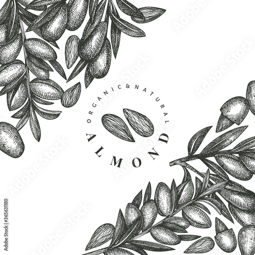 Hand drawn sketch almond design template. Organic food vector illustration. Retro nut illustration. Engraved style botanical background.