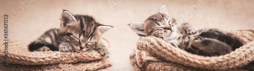 Tabby kittens cute sleeping in a wicker basket. Web banner