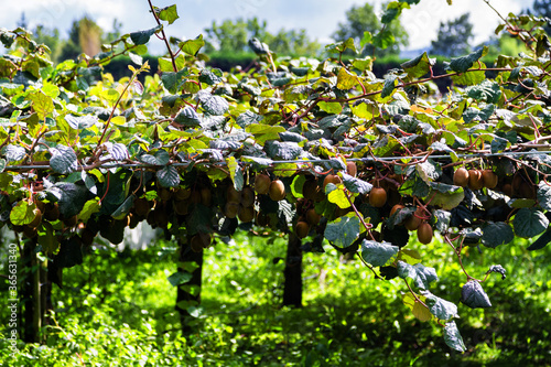 kiwis fruit (Actinidia deliciosa) growing in large orchard in New Zealand.