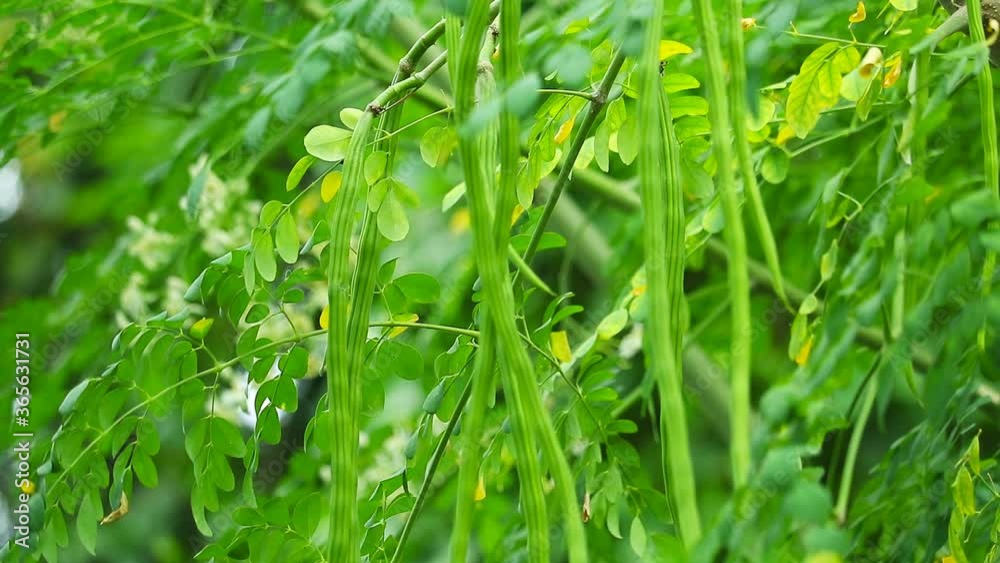 Moringa is high in vitamin C. Therefore is a strong immune enhancer can resist colds Moringa is high in vitamin C. Therefore is a strong immune enhancer can resist colds