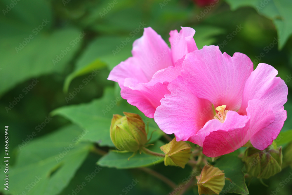 Fototapeta premium 満開の芙蓉の花