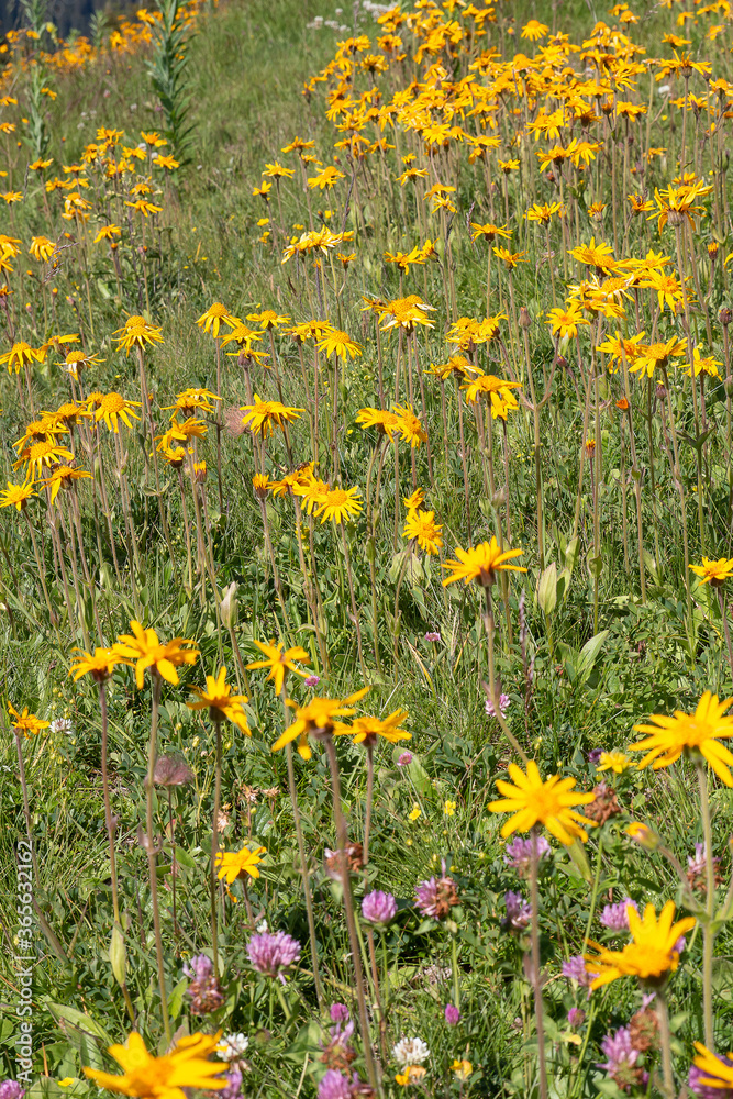 Alpages en fleurs dans les Alpes Alpages en fleurs dans les Alpes
