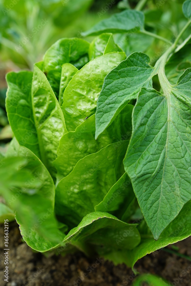 Fototapeta premium verschiedene Sorten Salat im Garten,