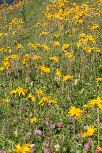 Alpages en fleurs dans les Alpes