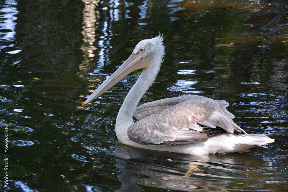 lonely pelican close up on the pond
